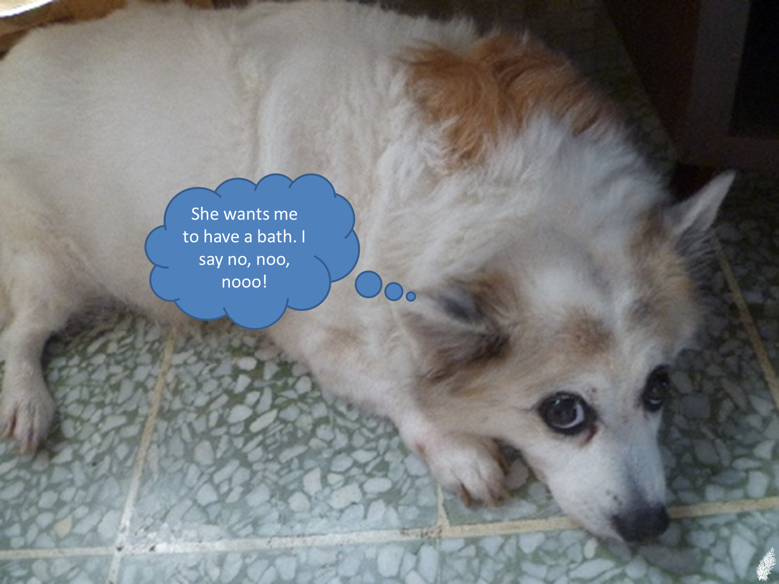 Do Dogs Need Conditioner