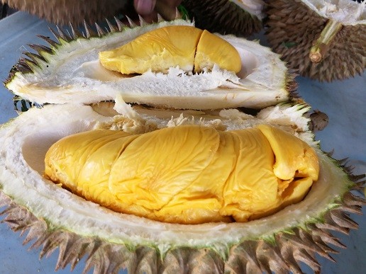 picture-by-shan-cheng-durian-penang-2